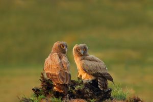 Dusky Owls