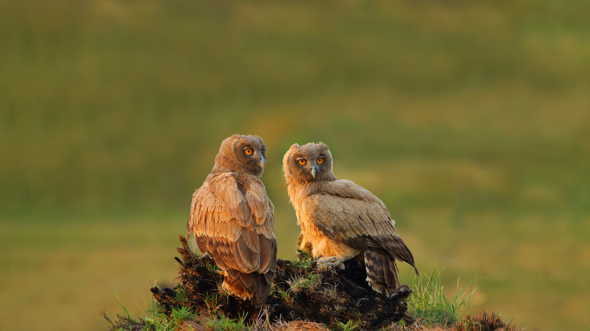 Dusky Owls