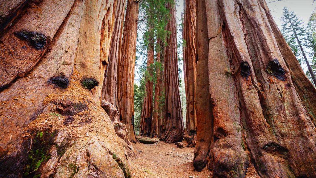 Giant Sequoias