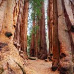 Giant Sequoias