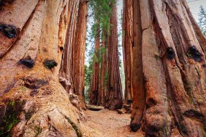 Giant Sequoias