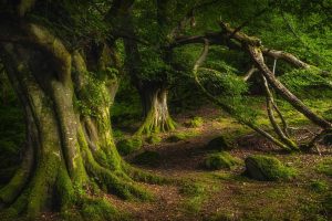 Glenariff Park