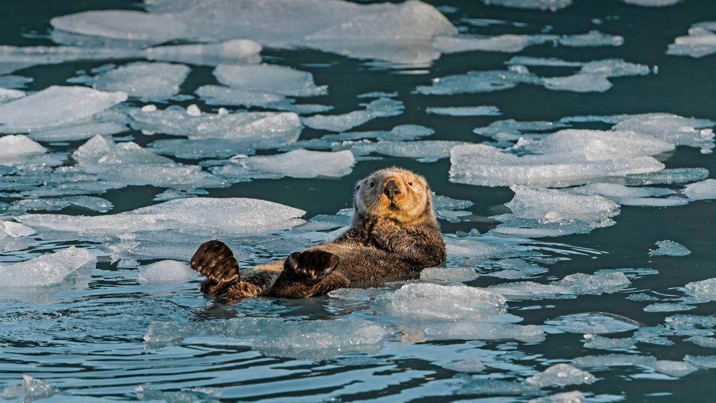 Iceberg Otter