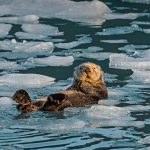 Iceberg Otter