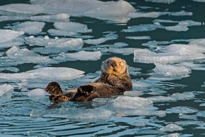 Iceberg Otter