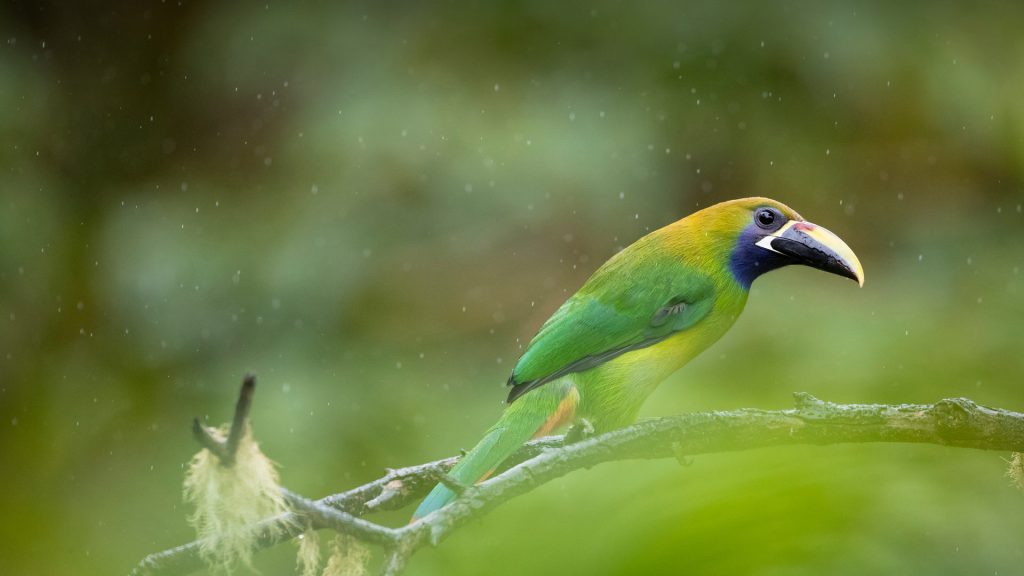 Little Toucanet