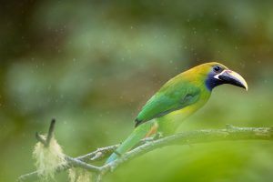 Little Toucanet