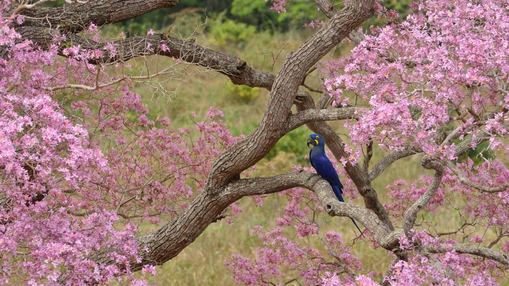 Primavera