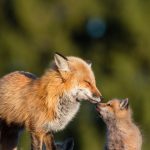 Red Fox Mother