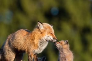 Red Fox Mother