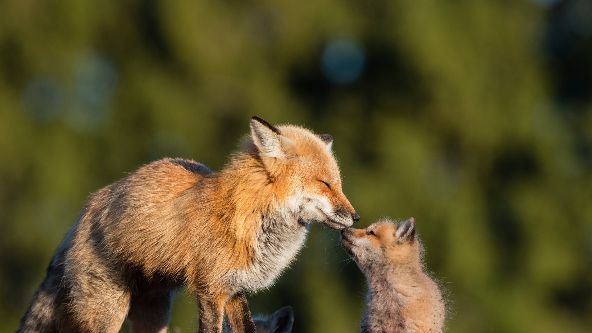 Red Fox Mother