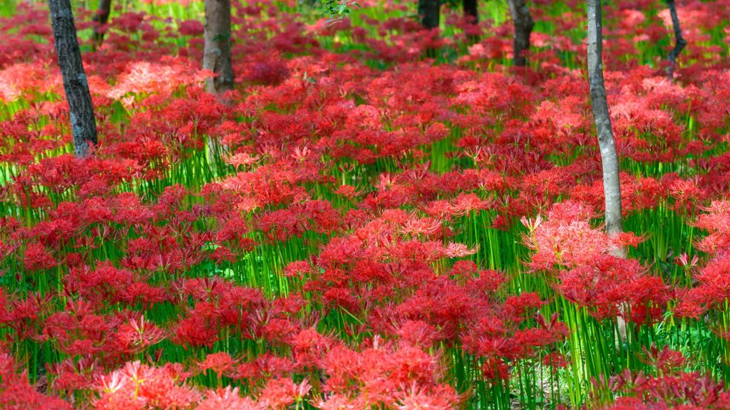 Red Spiderlily2024