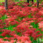 Red Spiderlily2024