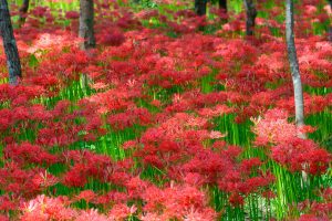 Red Spiderlily 2024