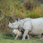 Rhino Mother