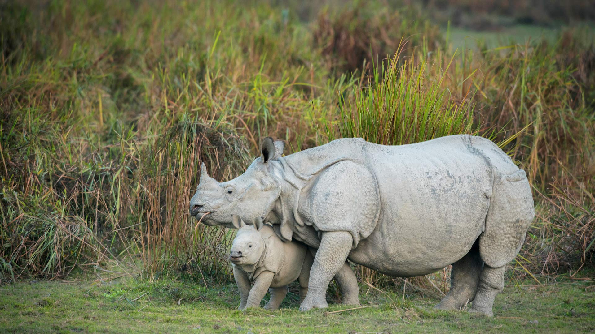 Rhino Mother