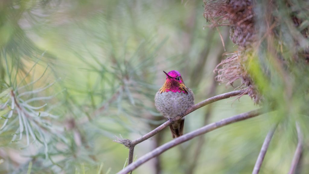 Santa Cruz Hummer