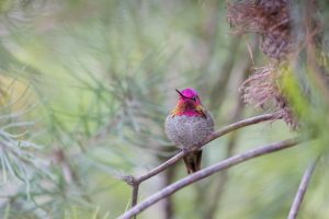 Santa Cruz Hummer