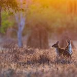 Sunrise Wallabies