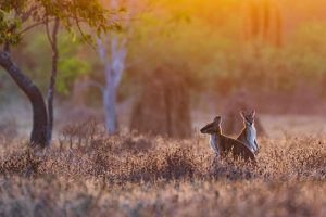 Sunrise Wallabies