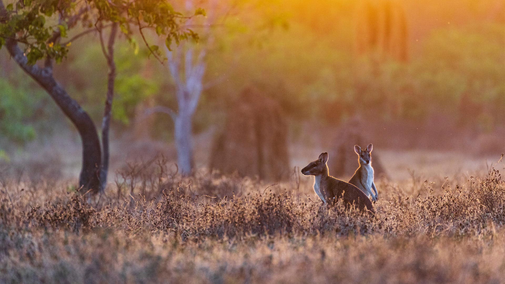 Sunrise Wallabies