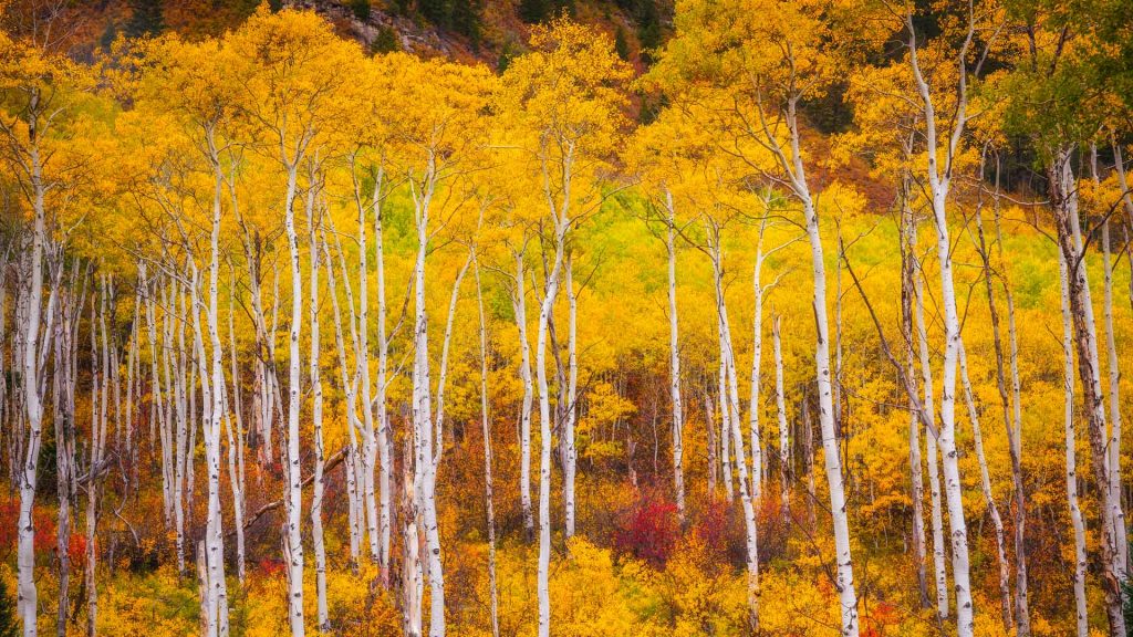 Aspens Colorado