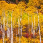 Aspens Colorado