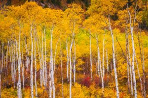 Aspens Colorado