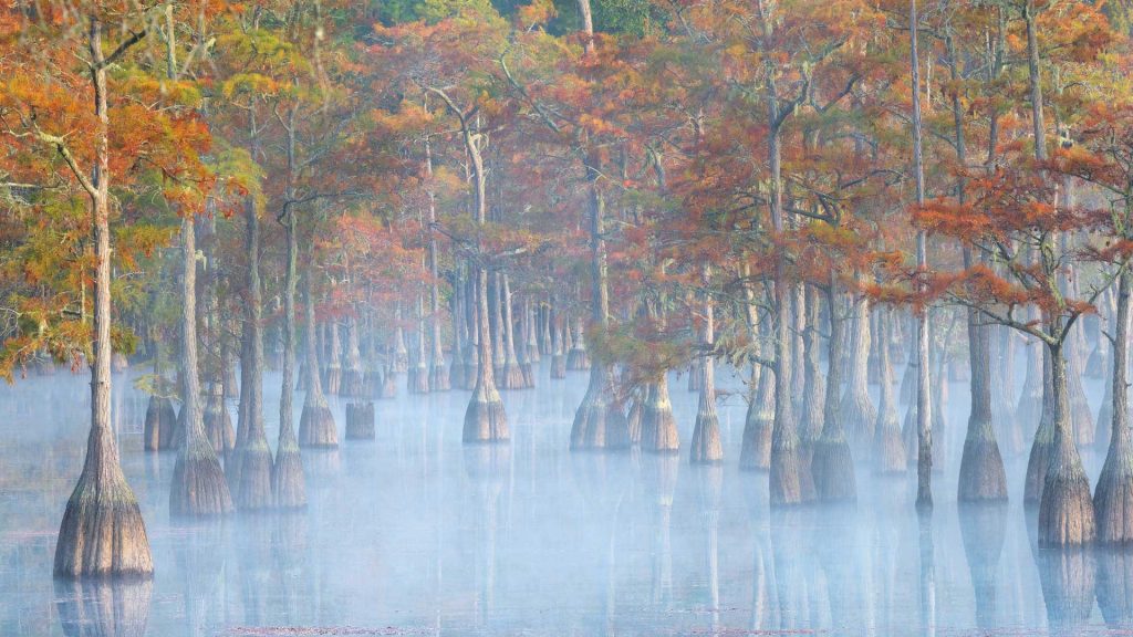 Autumn Cypress