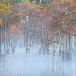 Autumn Cypress