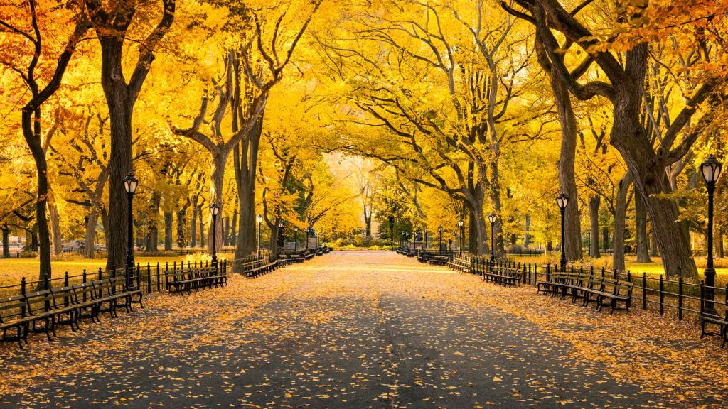 Central Park Autumn