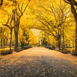 Central Park Autumn