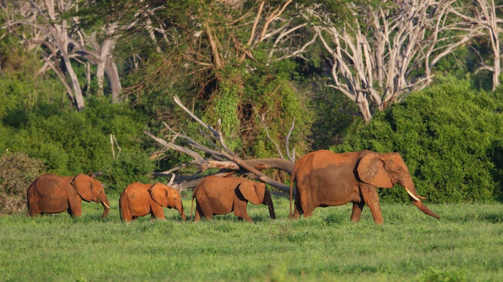 Elephant Teacher