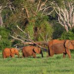 Elephant Teacher