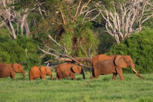 Elephant Teacher