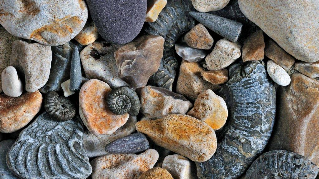 Fossils Dorset