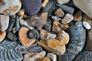 Fossils Dorset