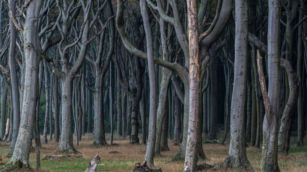 Ghost Forest