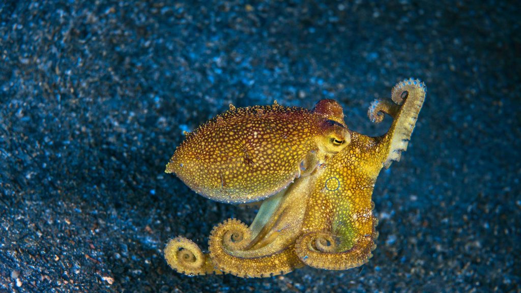 Mototi Octopus