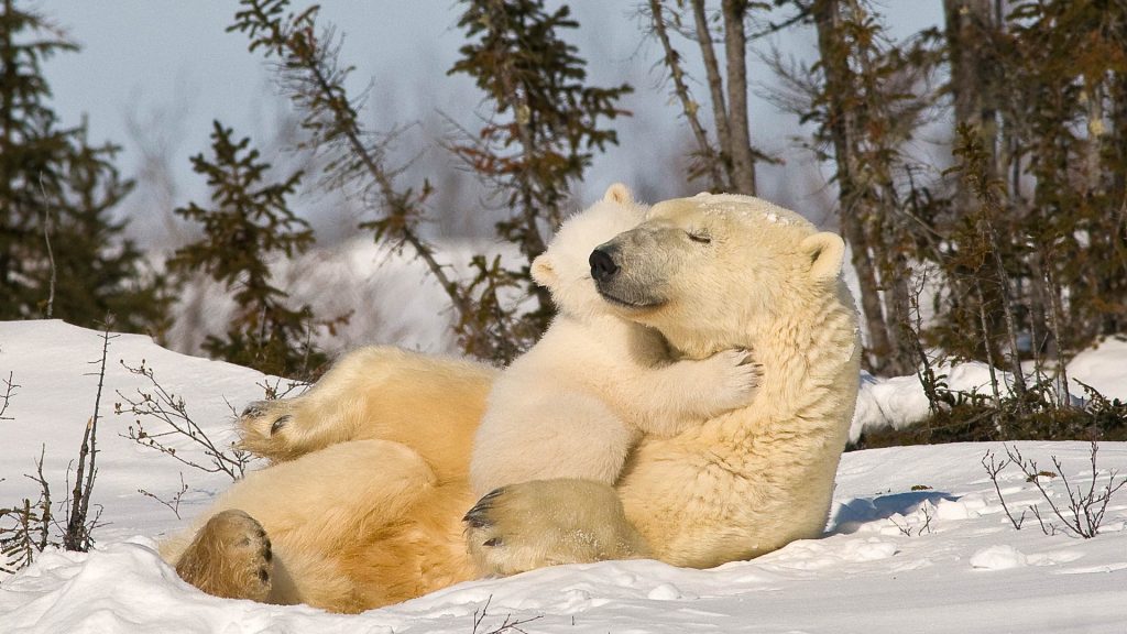 Polar Bear Hug