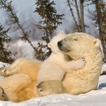 Polar Bear Hug