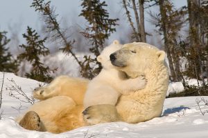 Polar Bear Hug