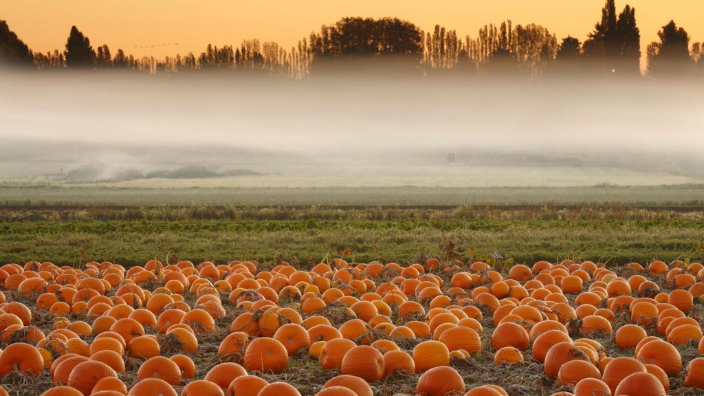 Pumpkin Mist