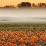 Pumpkin Mist