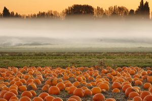 Pumpkin Mist