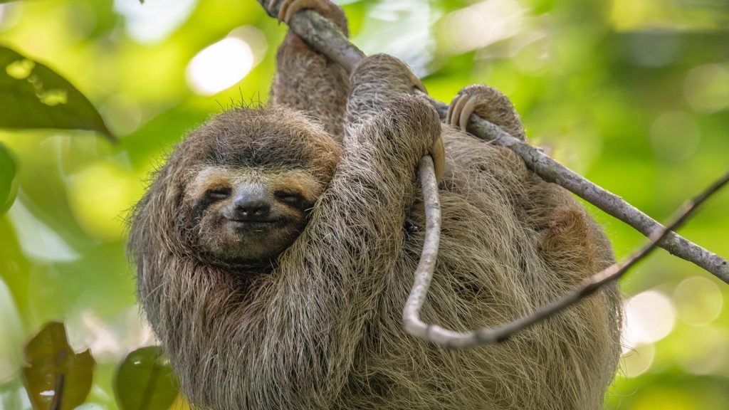 Smiling Sloth