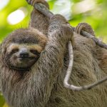 Smiling Sloth