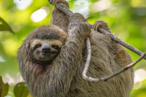 Smiling Sloth