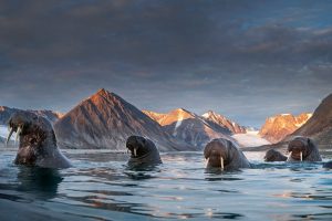 Walrus Norway