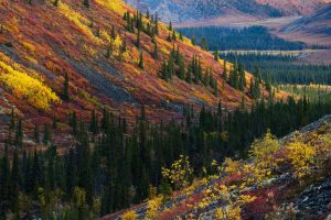 Yukon Autumn